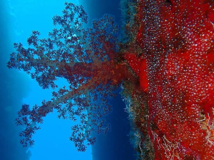 אלמוגים במפרץ אילת     