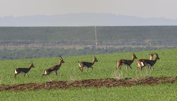 ספירת צבאים שנתית בצפון