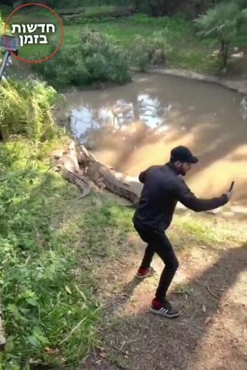 התגרות בתנינים בספארי