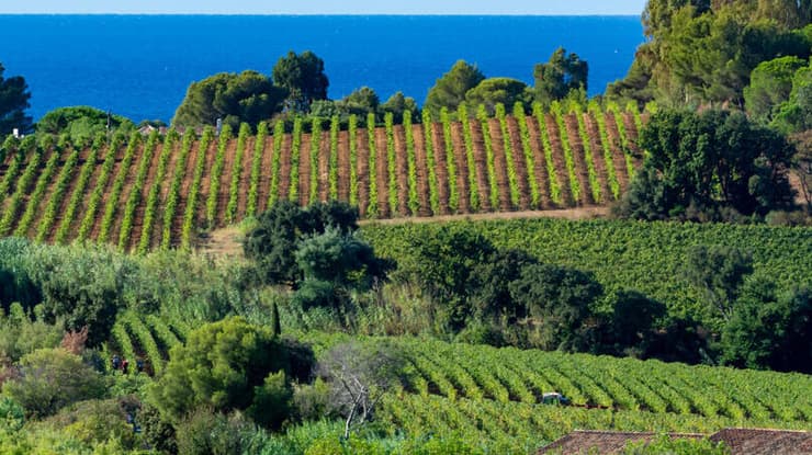 צילום: shutterstock גידול גפנים באזור סן טרופז בצרפת