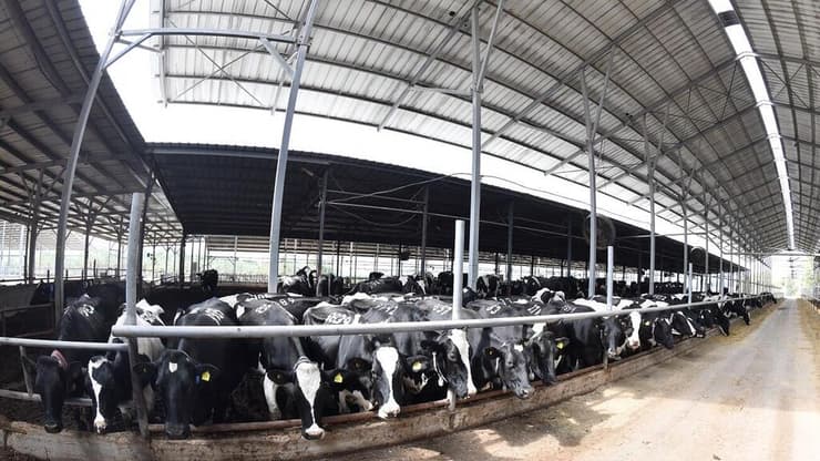 הרפת בקיבוץ אפיקים