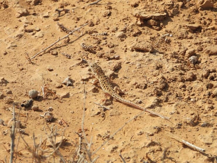שנונית באר שבע בשמורת טבע פארק הלס