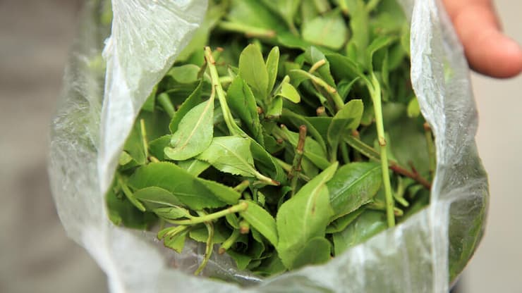 גת עלים ירוקים צמחים