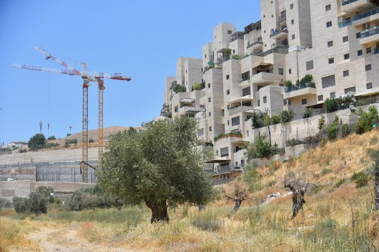 פסולת בינוי מאיימת על השמדת זנים מיוחדים של עצי זית
