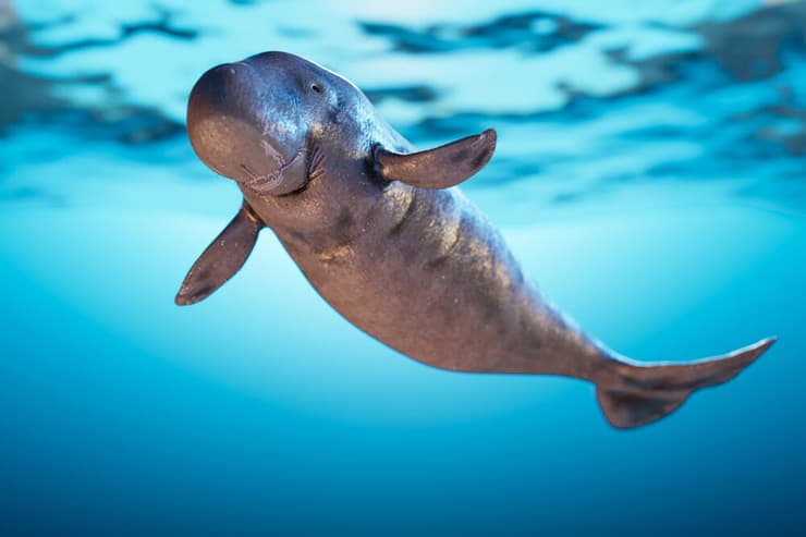 תחש המשכן (צילום: shutterstock) תחש המשכן