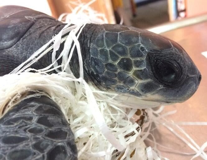 צב שנפגע מפסולת פלסטיק