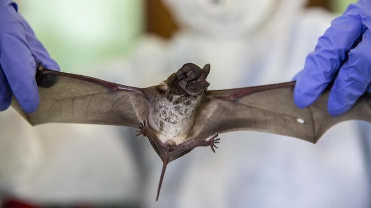 נגיף הנדרה נישא בעטלפים ומסכן מאוד סוסים ובני אדם (צילום: GettyImages) חוקרים מחפשים נגיפי קורונה בעטלף בתאילנד