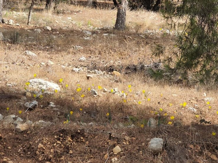 המוני חלמוניות בהר תבור
