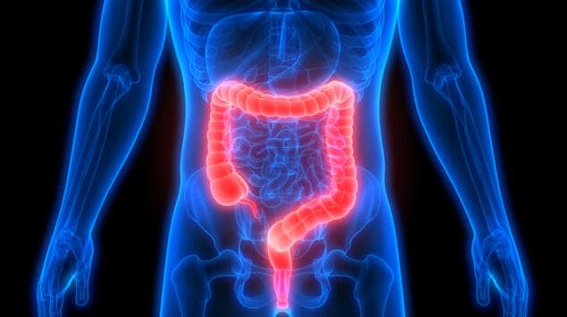 המעי הגס מעי גס מערכת העיכול