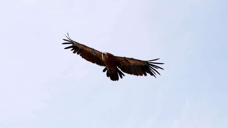 נשר במעוף - שמורת טבע גמלא