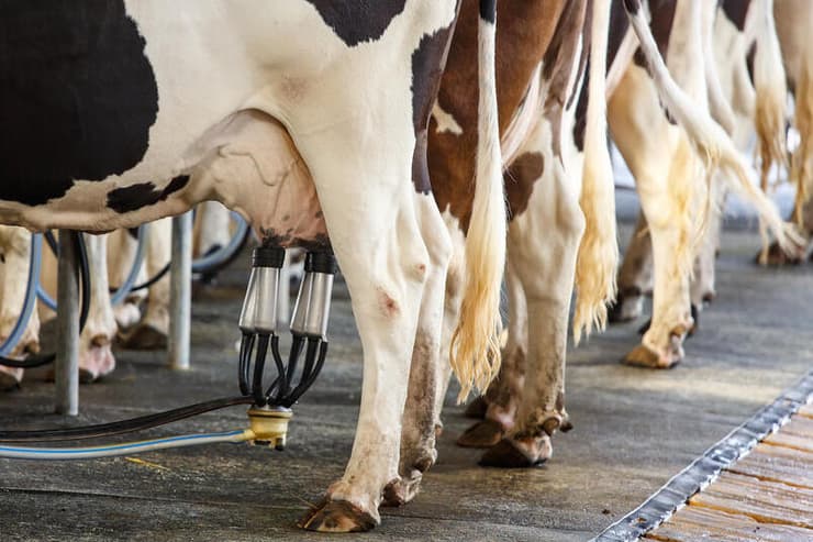 חליבת פרות ברפת