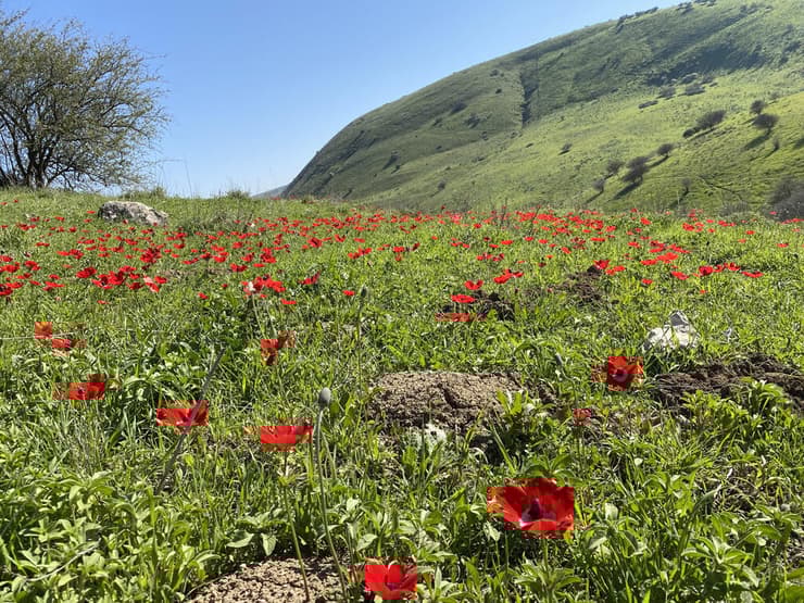 כלניות במסלול נחל תבור