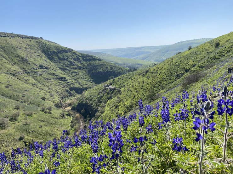 המוני תורמוסים במורדות נחל תבור