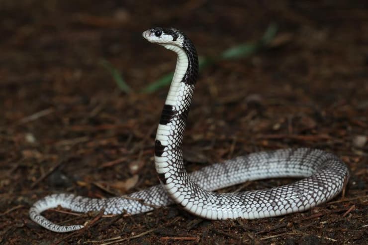 פתן אלמוגים (צילום: רשות הטבע והגנים) פתן אלמוגים