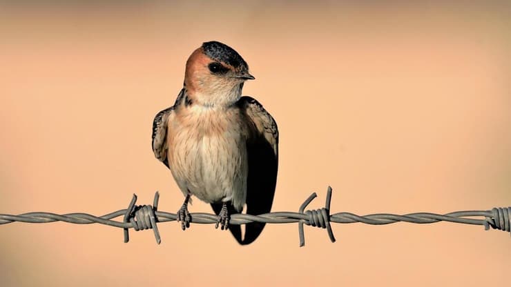 סנונית מערות 