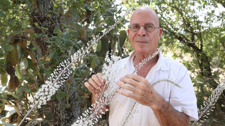 מאיר שלו