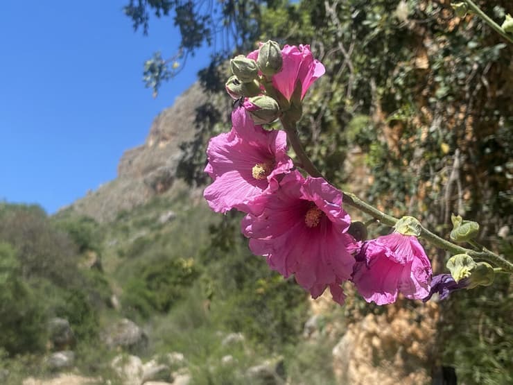 חוטמית זיפנית פורחת במסלול התחתון