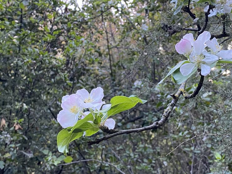 פריחת עץ כלשהו בשביל הבוסתן
