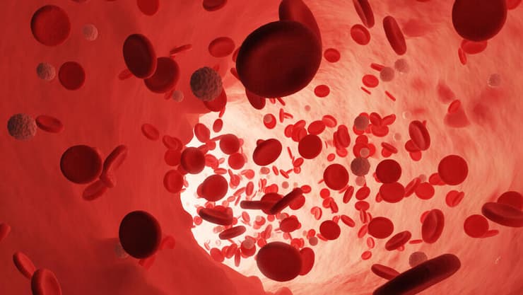 תאי דם אדומים