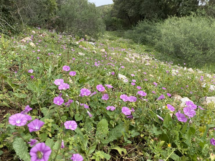 מרבד פורח של חבלבל סורי בדרך אל מערת המקדש