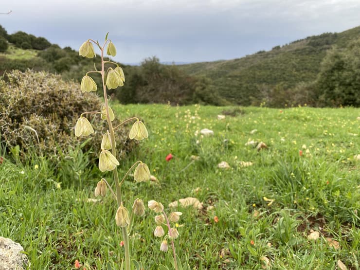 הפתעה מיוחדת. גביעונית הלבנון בהר מירון