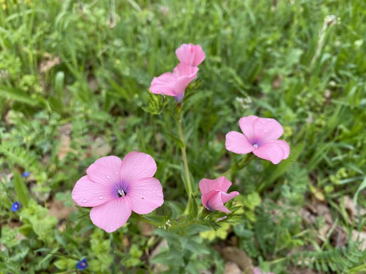 פריחת פשתה שעירה לצד נחל כזיב