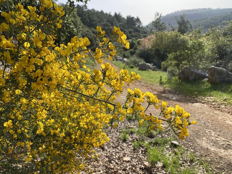 קידה שעירה ביער אלקוש