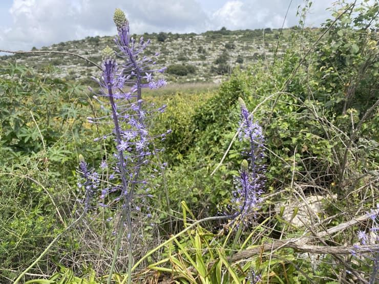 פריחת בן-חצב יקינטוני בדרך לעין חרדלית