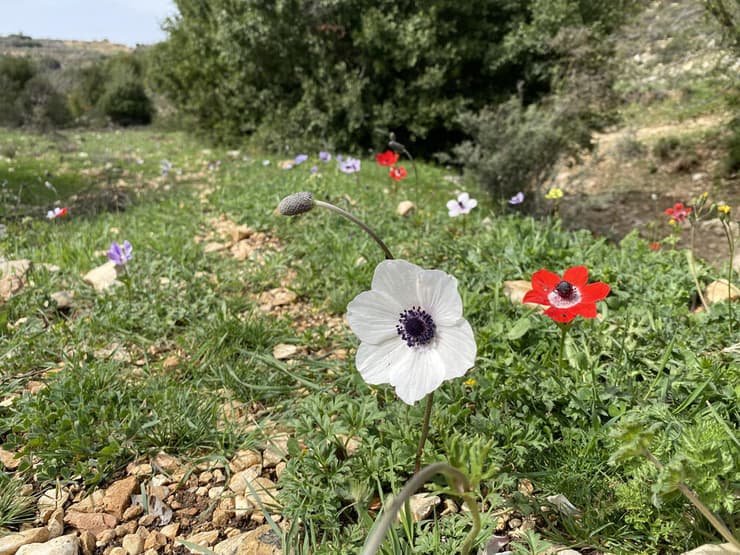 שטיח של כלניות בכל הצבעים לצד נחל נריה