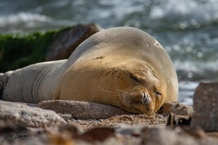 כלבת הים יוליה בביקור במאי 2023    