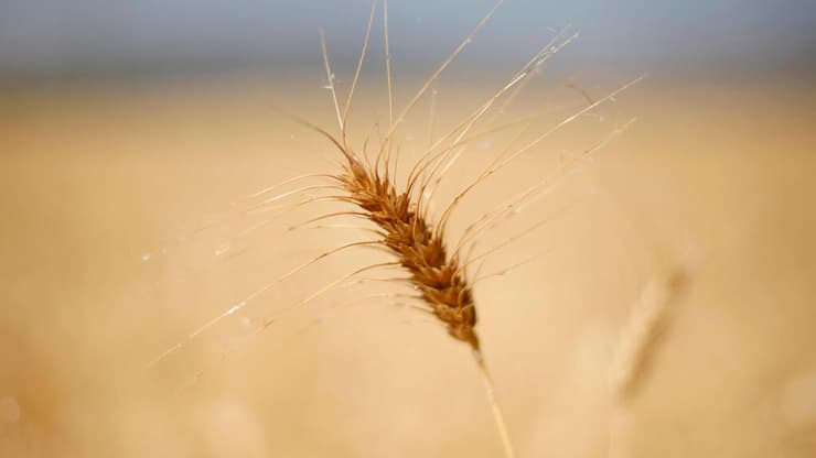 קמביין קוצר חיטה בעמק החולה