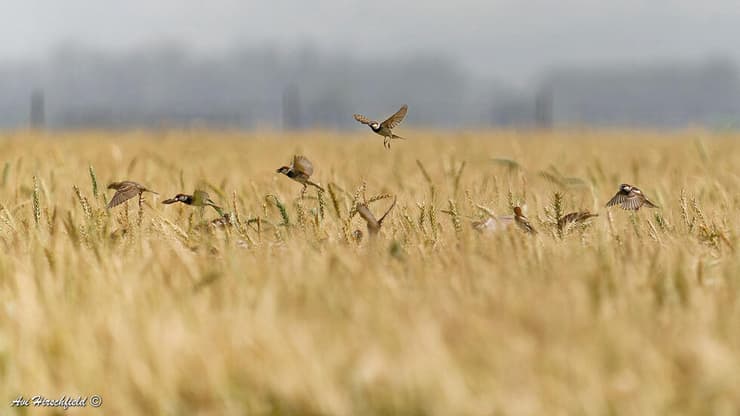 חיטה (צילום: אבי הירשפלד ) דרורים בשדה חיטה