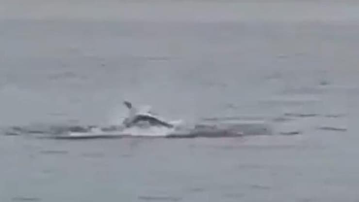 תיעוד מתקיפת הכריש במצרים