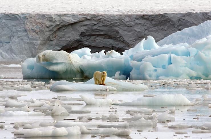 דוב קוטב על קרחון בסבאלברד (צילום: Shutterstock) דוב קוטב על קרחון בסבאלברד