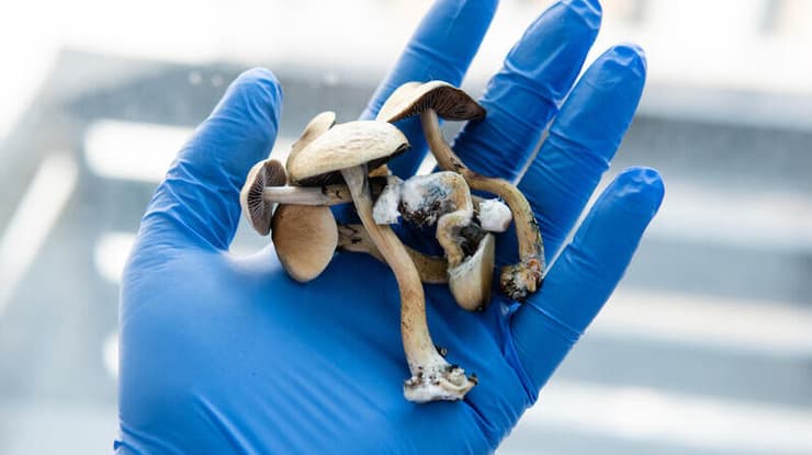 "שלילה גורפת של חומרים פסיכואקטיביים אינה נכונה". פטריות פסילוסיבין (צילום: Shutterstock) פטריות הזיה פסילוסיבין