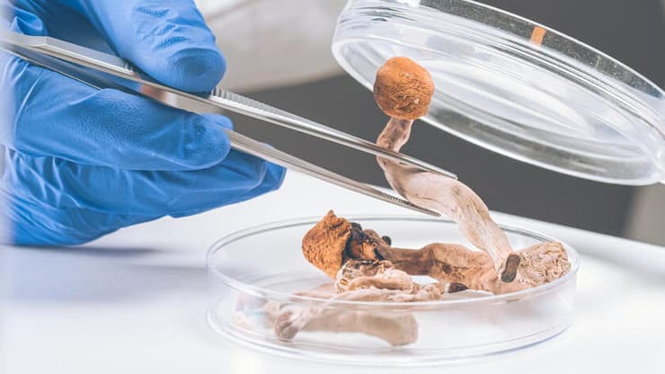 פטריות הזיה פסילוסיבין