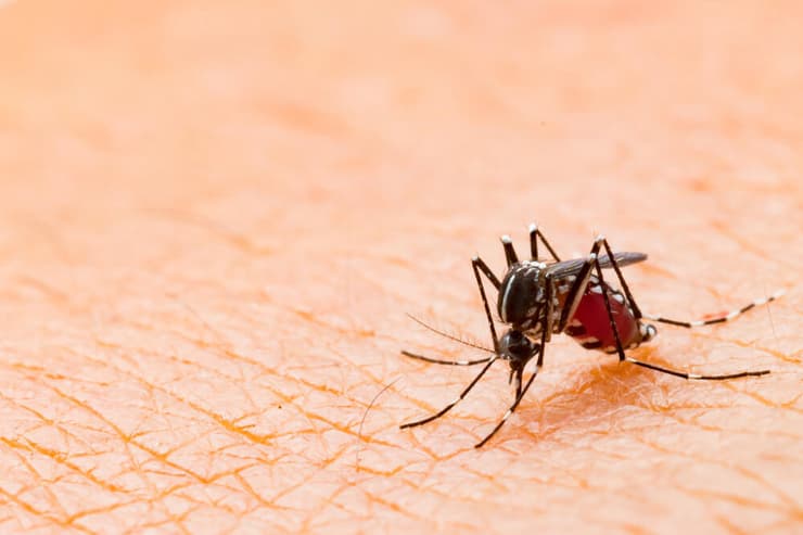 עקיצה של יתוש נמר אסייתי ממשפחת אדס