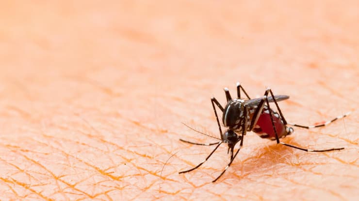 עקיצה של יתוש נמר אסייתי ממשפחת אדס