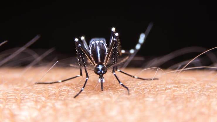 קדחת צהובה מועברת לאדם בעיקר באמצעות עקיצות יתושי Aedes ו-Haemagogus, הנפוצים באזורים טרופיים וסובטרופיים (צילום: shutterstock) עקיצה של יתוש נמר אסייתי ממשפחת אדס