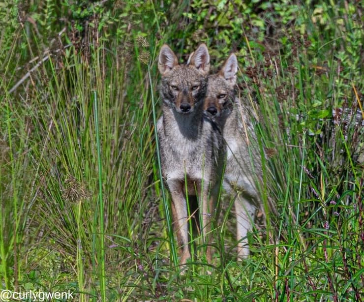 זוג תנים בפארק ראש ציפור