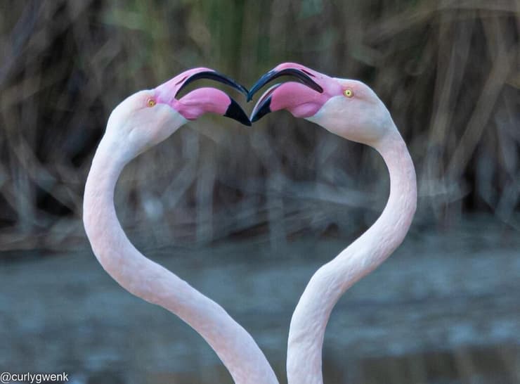 זוג ציפורי פלמינגו בפארק ראש ציפור