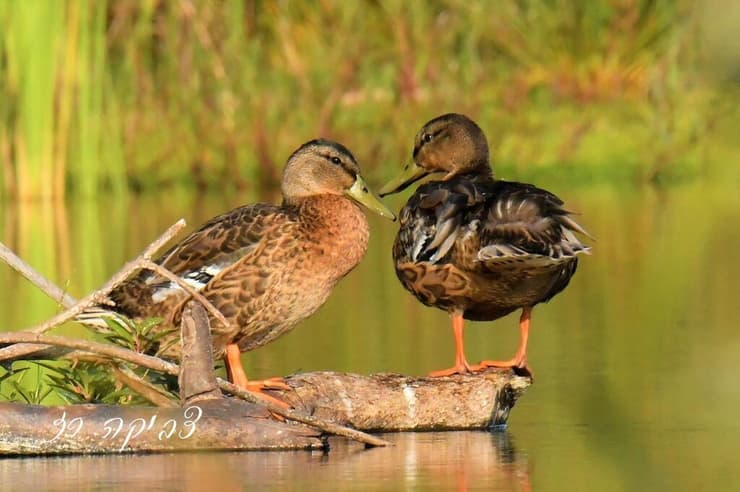 זוג ברווזים בפארק ראש ציפור
