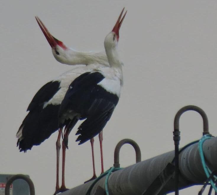 זוג חסידות בחיזור באגמון החולה