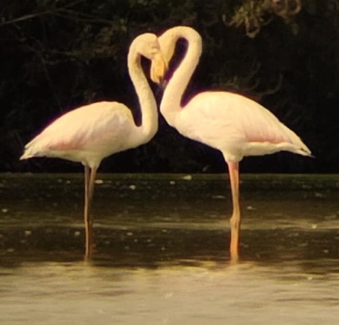 זוג ציפורי פלמינגו יוצרות צורת לב באגמון החולה