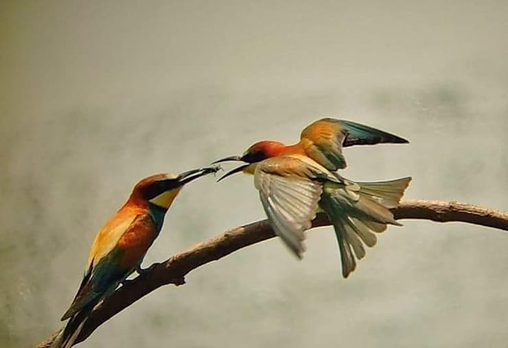 זוג שרקרקים חולקים מזון באגמון החולה