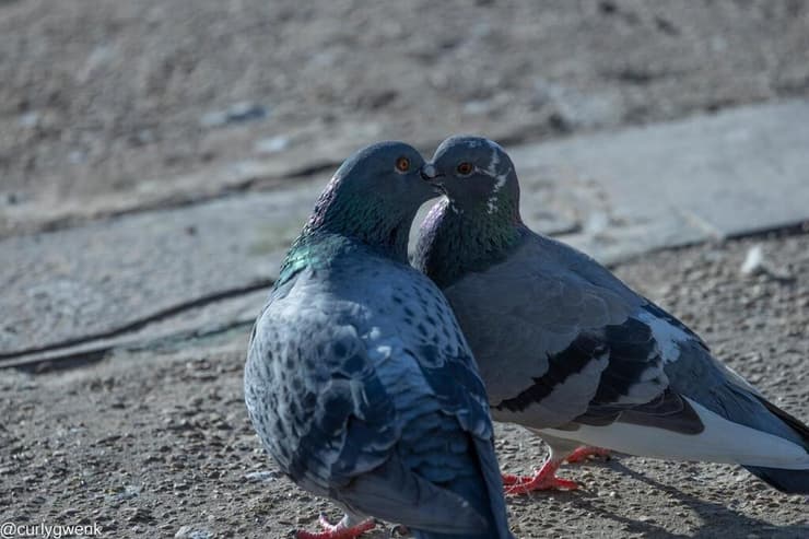 זוג יונים חולקים נשיקה בפארק ראש ציפור