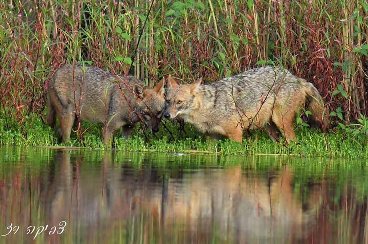 זוג תנים בפארק ראש ציפור