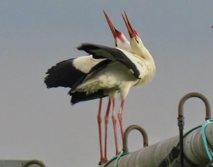 זוג חסידות בחיזור באגמון החולה