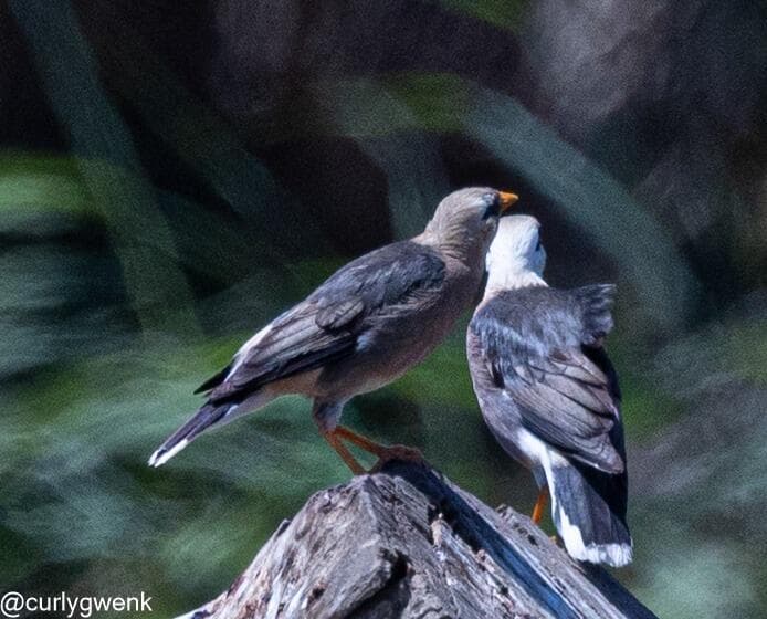 זוג זרזירים בורמזיים בפארק ראש ציפור