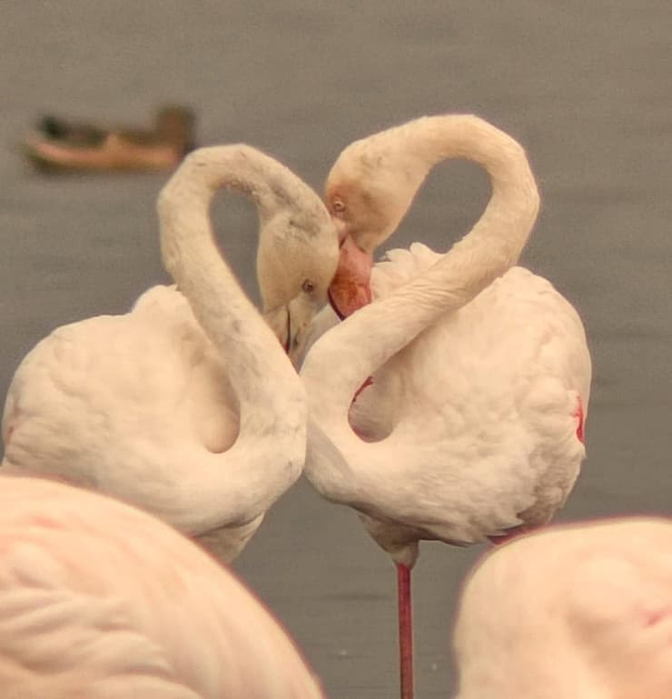 זוג ציפורי פלמינגו יוצרות צורת לב באגמון החולה